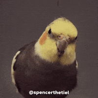 Instagram Bird GIF