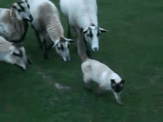 GIF by Random Goat