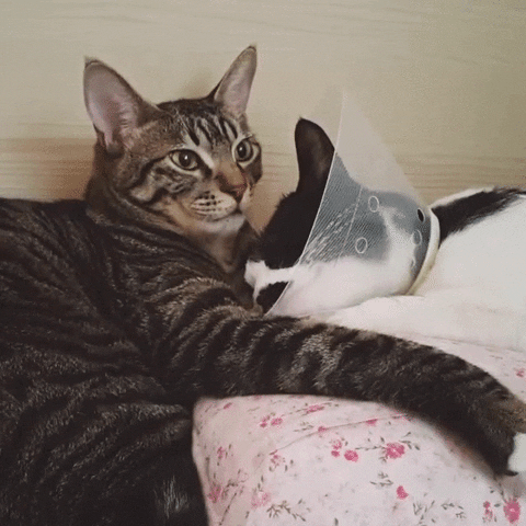 friend GIF