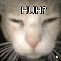 Cat What GIF