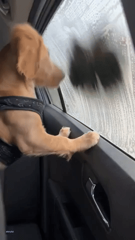 Cocker Spaniel Puppy Can't Get Enough of Car Wash