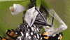 Monarch Butterflies Fly GIF by PBS Digital Studios