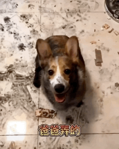 tingtinglu giphyupload GIF