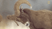 natgeochannel nat geo yellowstone yellowstone live herds on the hoof GIF