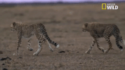 savage kingdom big cat week GIF by Nat Geo Wild 
