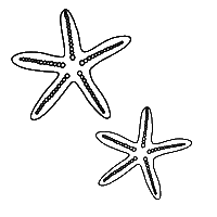 Stars Sticker by Ray White Keevers Group