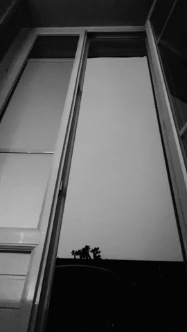 mievanne giphyupload GIF