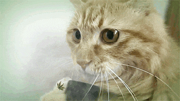 Video gif. Cat holds a pipe that has smoke coming out of it and it takes two hits from it.