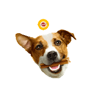 Dog Chien Sticker by Pedigree France