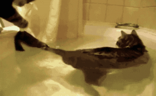cat time GIF