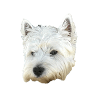 Marly Marlyduthoumieux Sticker by MarionBeaumarly