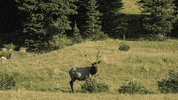 colorado GIF