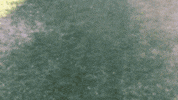 threddy no threddy GIF