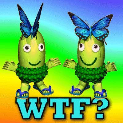 What The Hell Wtf GIF