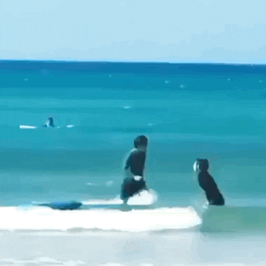 koreastardaily giphyupload GIF