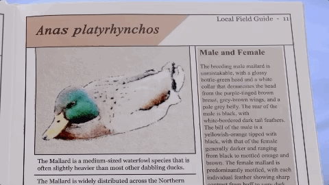 Duck Pond GIF by truTV’s Adam Ruins Everything