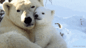 polar bear awww GIF