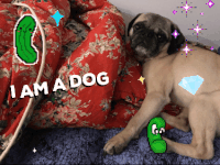 merkinspurlock pickles GIF