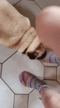 Pug Bite GIF