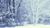 Video gif. Snow is falling in the woods and the snow coats all the branches of the trees around the field.
