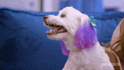 Happy Dog GIF by PeacockTV