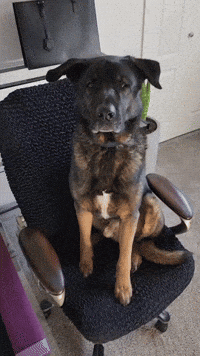 Dog If I Fits GIF by mammamiacovers