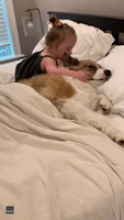 Toddler and Dog Snuggle Up for Nap