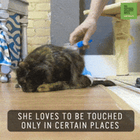 Brushing Tortoiseshell Cat GIF by 60 Second Docs