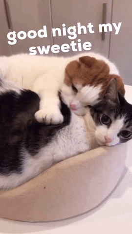 Cats Love GIF by Likee US