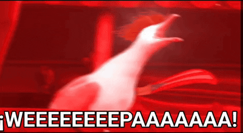 kevinelcayeyano puerto rico puertorico boricua wepa GIF