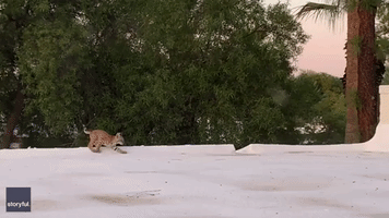 Young Arizona Bobcat Play Fights With Mom