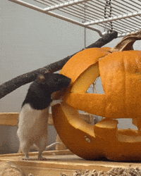 Halloween Pumpkin GIF by Valley Zoo Development Society