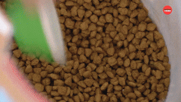 Puppy Feed