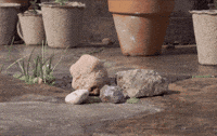 tweedyandfluff cute friends sweet pet GIF