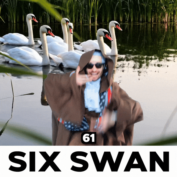 6 1 Swan GIF
