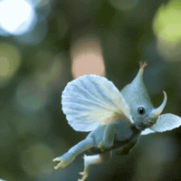 Tree Frog Baby GIF