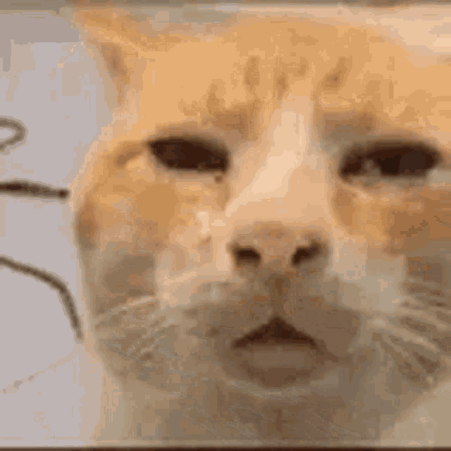 Cat Confuse GIF by Rizal Althur