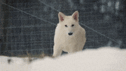 Snow Wolf GIF by Colossal