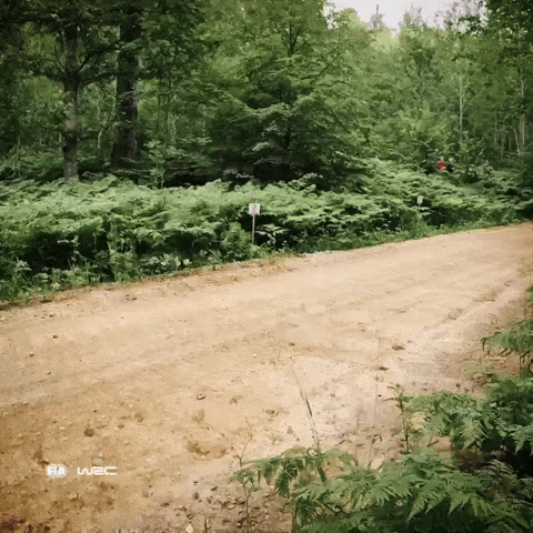 Rally Car GIF by FIA World Rally Championship
