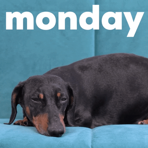 Video gif. A dachshund dog lies on a large couch adjusting slightly with its eyes half open. Text, "monday."