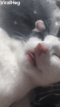 Snoozing Kitty Eats Treats In Her Sleep GIF by ViralHog