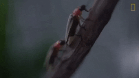 alegalazb giphygifmaker GIF