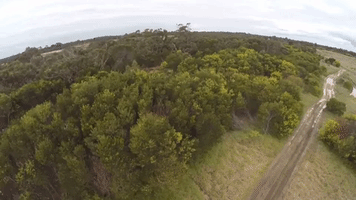 Wedge-Tailed Eagle Collides With Drone in Australian Skies