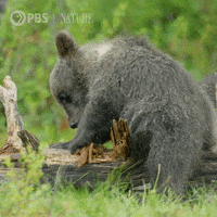 Pbs Nature Bear GIF by Nature on PBS