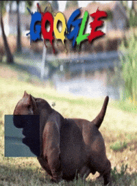 Dog Google GIF