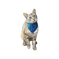 Doctor Who Sticker by Geekster Pets