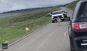 Antelope Cause Traffic Jam on Memorial Day Weekend