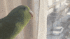 Parrot GIF