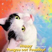 Cat GIF