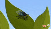 Nature Cat Insect GIF by PBS KIDS